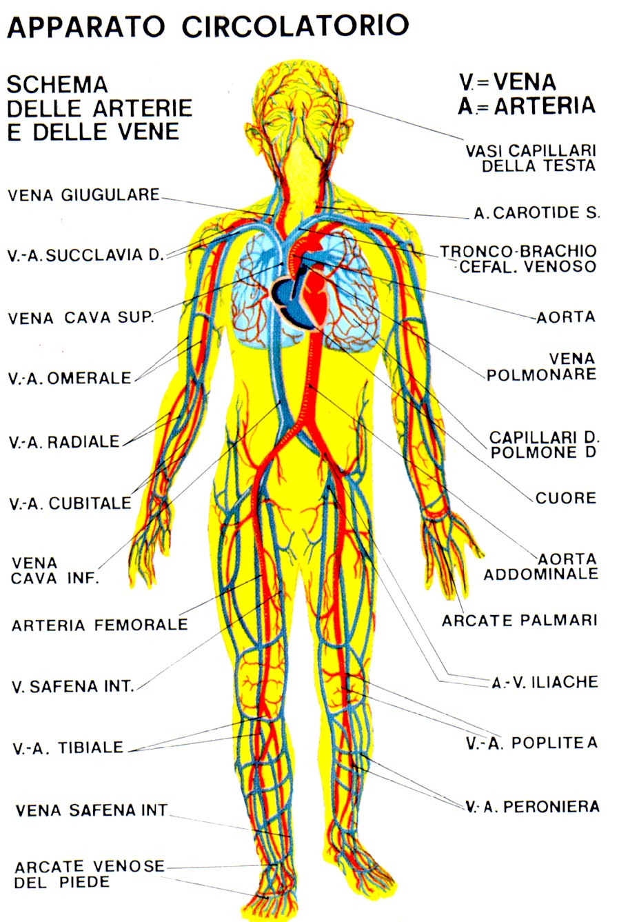 Il Cuore E Il Sistema Cardiocircolatorio Test Di Verifica A Risposta Multipla