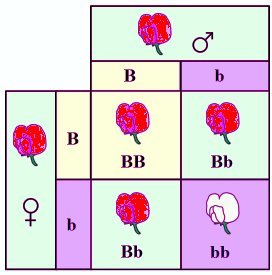 Il quadrato di Punnett